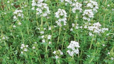 Common thyme plant with flowers