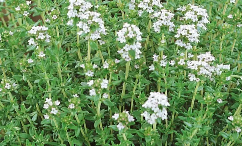 Common thyme plant with flowers