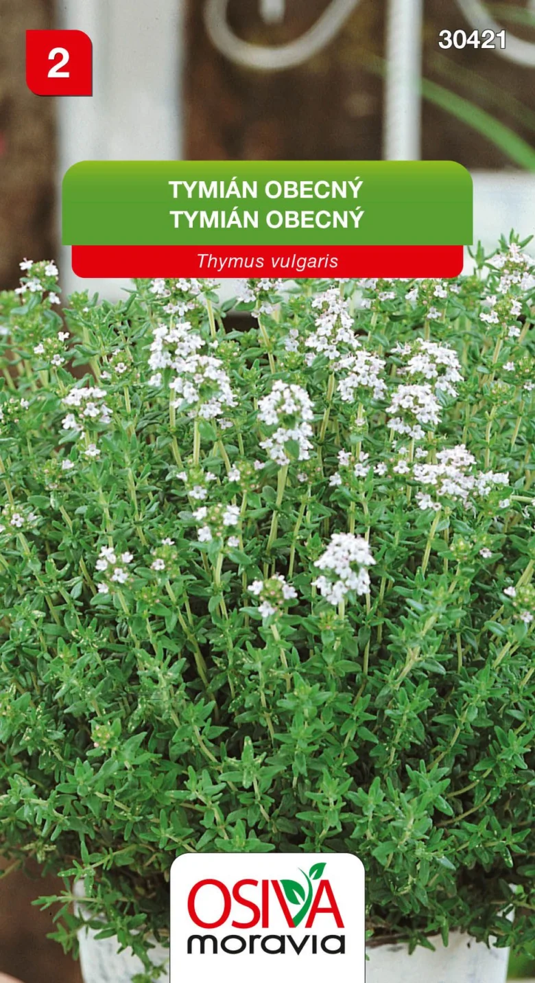 Common thyme plant with flowers