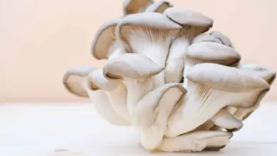 Oyster mushrooms cluster