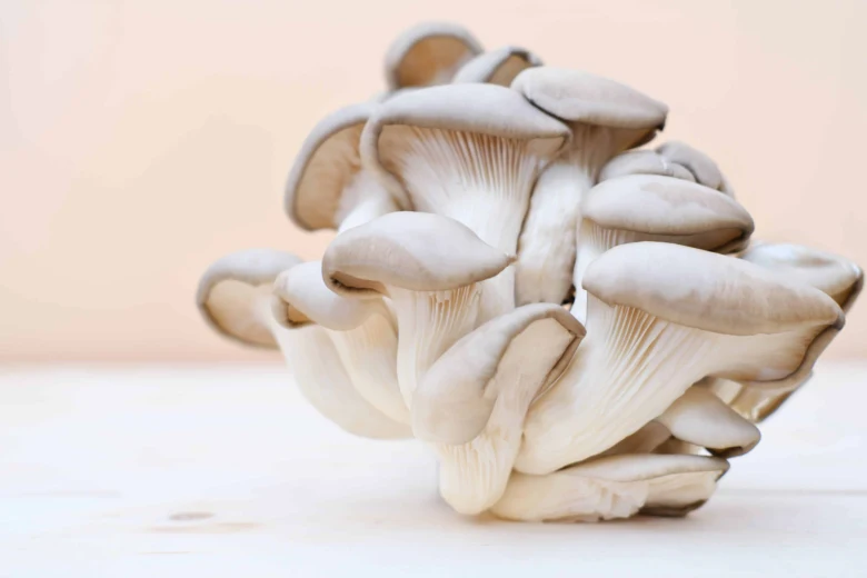 Oyster mushrooms cluster