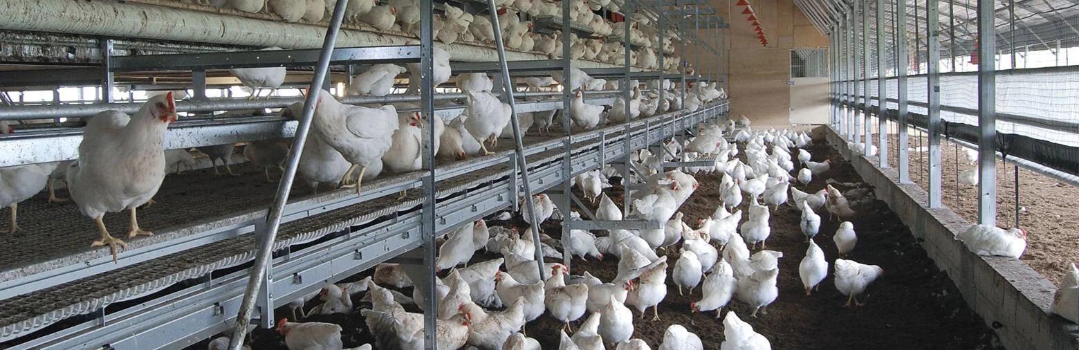 Bílé brojlerové kuřata v chovném systému na farmě.