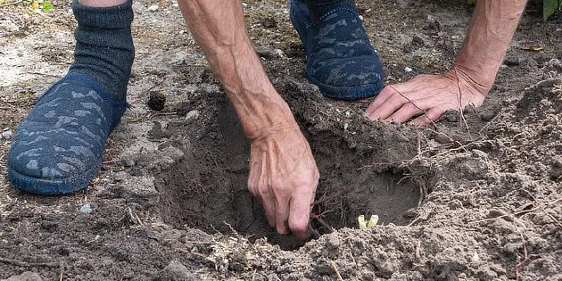 Ruce člověka zasazují rostlinu do země při přípravě konzerv.