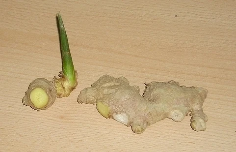 Čerstvý zázvor s výhonkem na dřevěném povrchu.