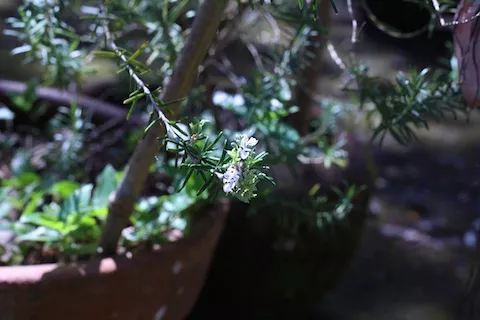 Rosemary plant with flowers