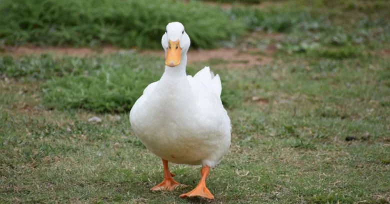 Bílá kachna stojí na trávníku.
