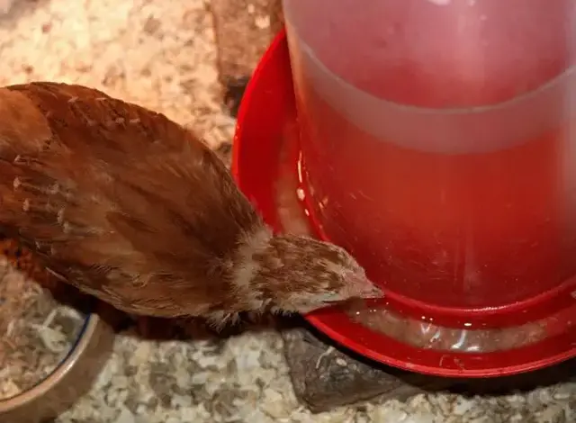 Mláďata kuřete pijí v domlou napáječce z PET lahve.