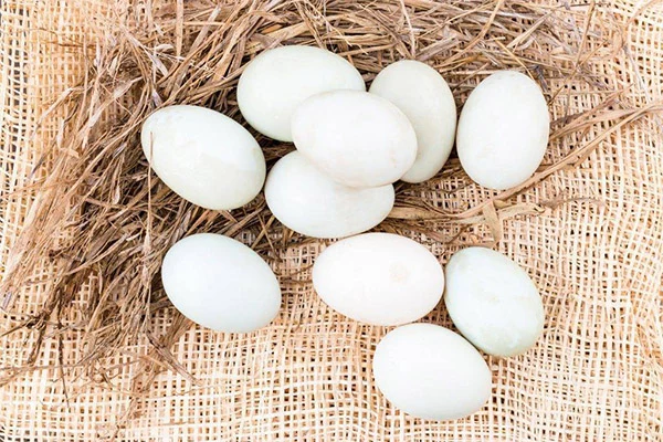 Bílé kachní vejce v hnízdě ze slámy.