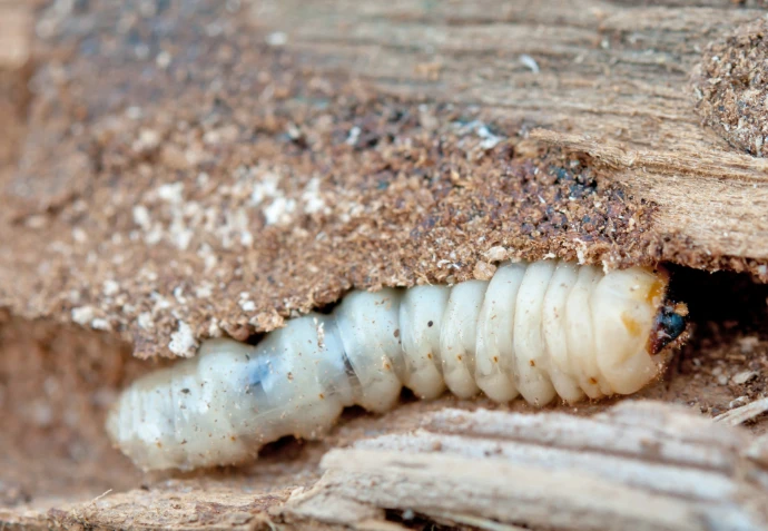 Bílá larva dřevokazného brouka v kusu starého dřeva.