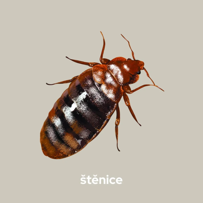Detailní fotografie štěnice na neutrálním pozadí.