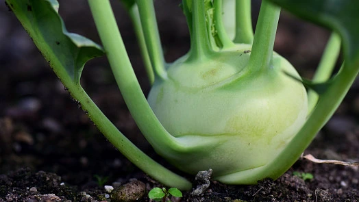 Kohlrabi vegetable in soil
