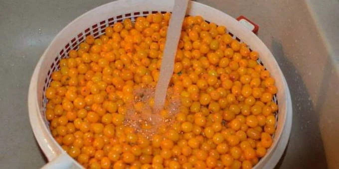 Praní bobulí rakytníku v cedníku pod proudem vody.