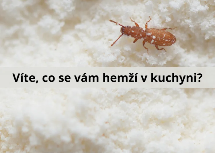 Malý hnědý brouk na bílé mouce v kuchyni.