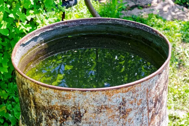 Rusty barrel s plnou zelenavou vodí v zahradě.
