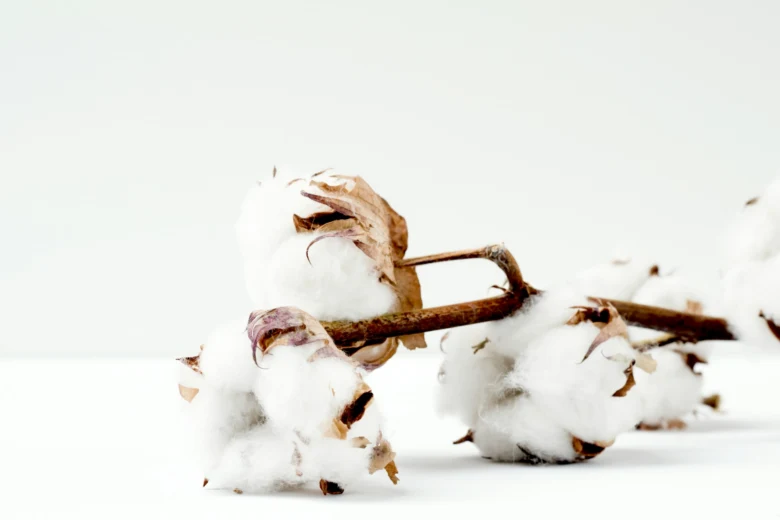 Cotton bolls on branch