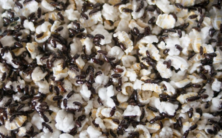 Mnoho brouků se plazí po obilninách jako je popcorn.