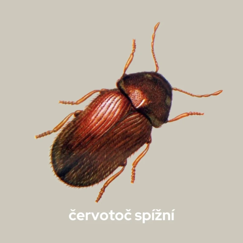 Fotografie hnědého brouka skladovaného v obilovinách.